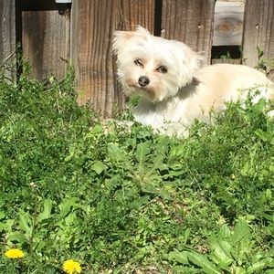 Meet your Posher, Morgan